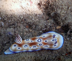 Goniobranchus leopardus