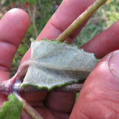 Munnozia senecionidis