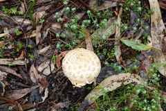 Amanita ochrophylloides