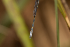 Rhadinosticta simplex