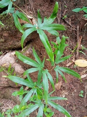 Lygodiaceae
