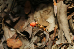 Drosera hyperostigma