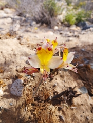 Alstroemeria diluta