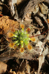 Drosera hyperostigma