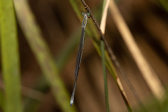 Rhadinosticta simplex