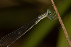 Rhadinosticta simplex