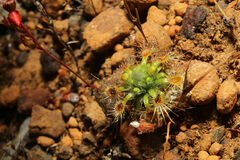 Drosera hyperostigma