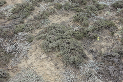 Nanophyton grubovii