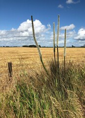 Xanthorrhoea caespitosa
