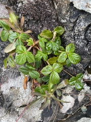 Fragaria chiloensis