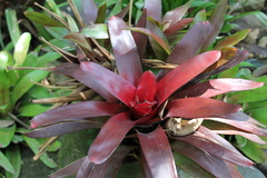 Bromelia karatas