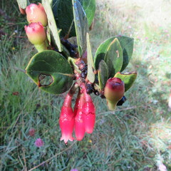Macleania rupestris