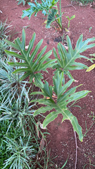 Thaumatophyllum xanadu