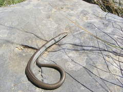Chalcides chalcides