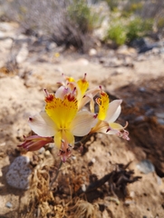 Alstroemeria diluta