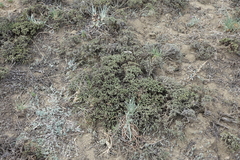 Nanophyton grubovii