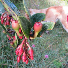 Macleania rupestris