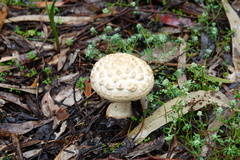 Amanita ochrophylloides