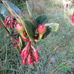 Macleania rupestris