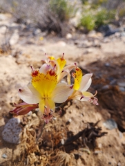 Alstroemeria diluta