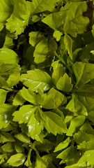 Duranta erecta