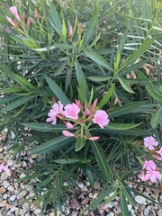 Nerium oleander