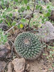 Mammillaria meiacantha