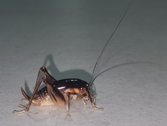 Apotetamenus clipeatus