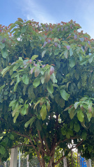 Persea americana