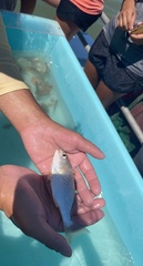 Leiostomus xanthurus