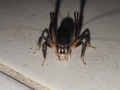 Apotetamenus clipeatus