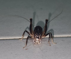 Apotetamenus clipeatus