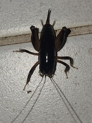 Apotetamenus clipeatus