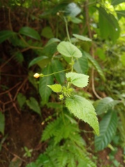 Sida cordata