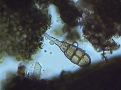 Alternaria