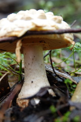 Amanita ochrophylloides