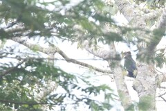 Lopholaimus antarcticus