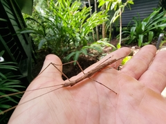 Sipyloidea