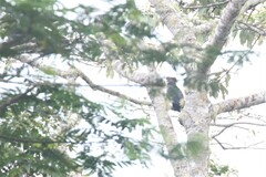 Lopholaimus antarcticus