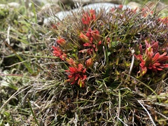 Castilleja pumila