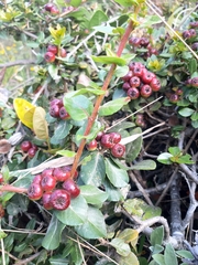 Vaccinium floribundum