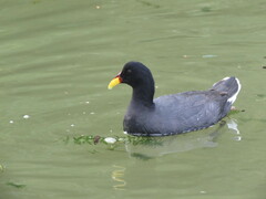 Fulica rufifrons