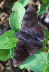 Pellicia arina