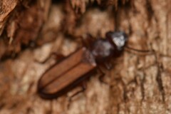 Platisus angusticollis