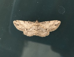 Syneora odontosticha
