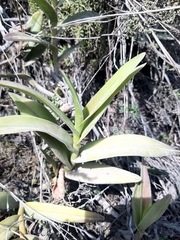 Epidendrum jamiesonis