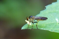 Ommatiini