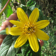 Bidens rubifolia