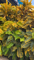 Codiaeum variegatum