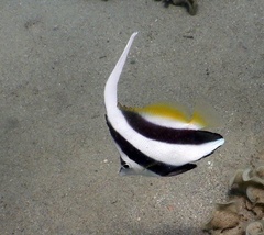 Heniochus acuminatus
